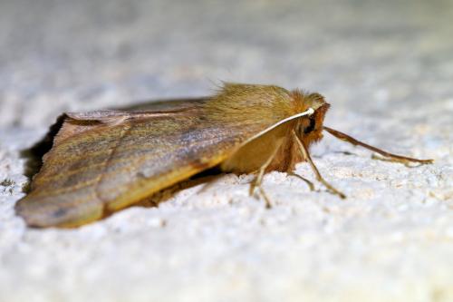 Réf. 333 805 : Colotois pennaria